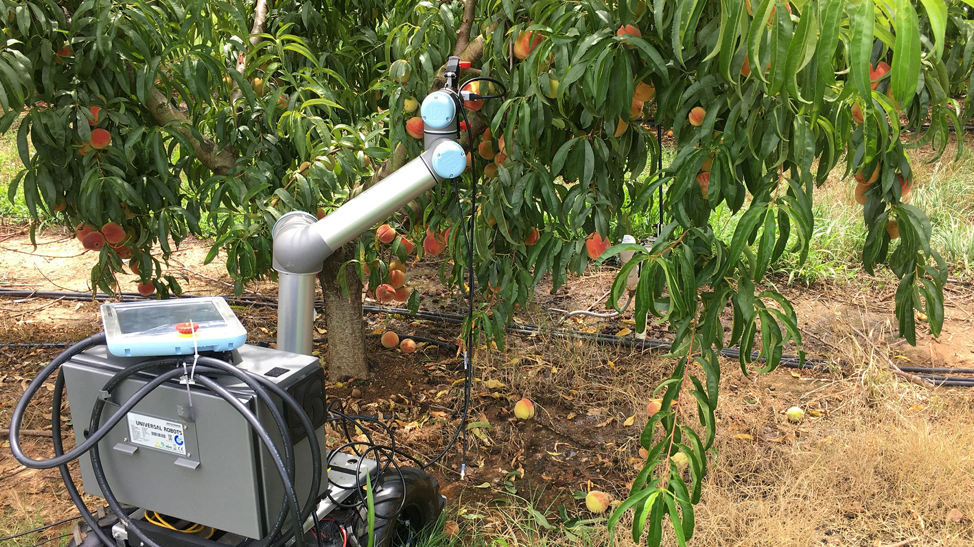 Peach robot raises articulated arm to select peach on tree.