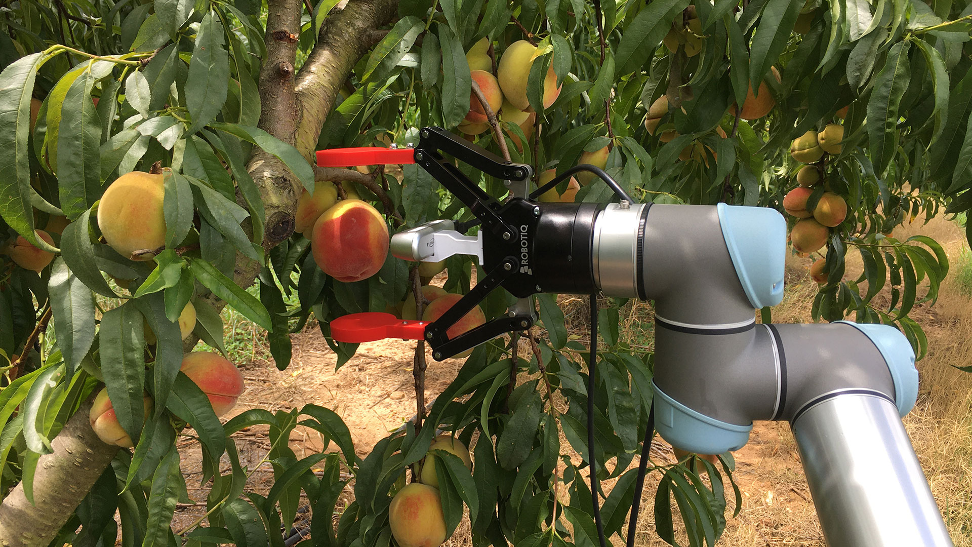 Side view of peach robot raising articulated arm to select peach on tree.