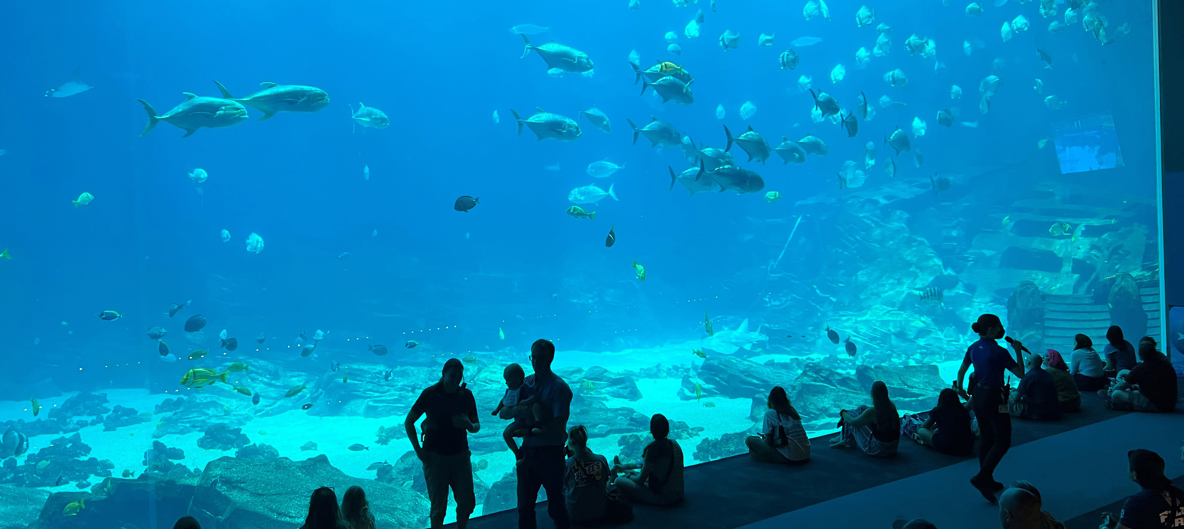 Observation window at Georgia Aquarium