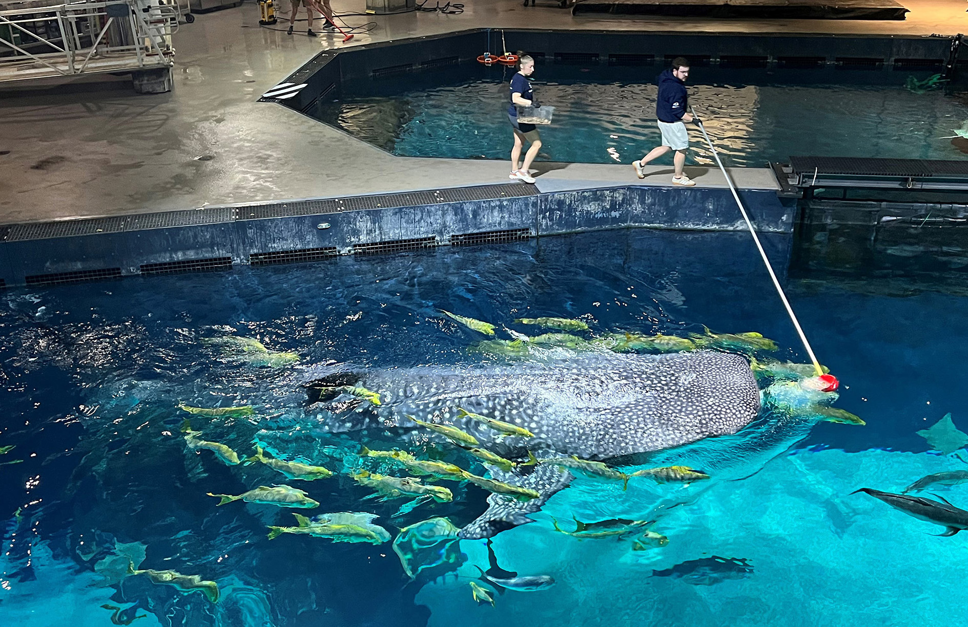 Feeding a whale shark in Ocean Voyager