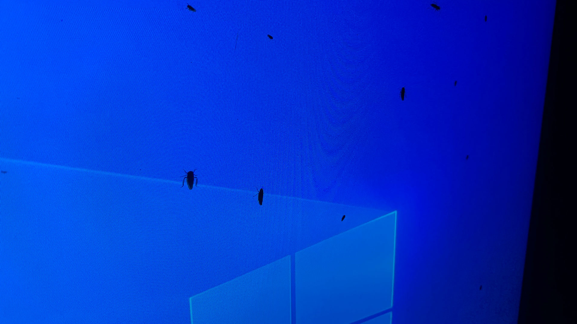 Insects collect on blue light of screen.