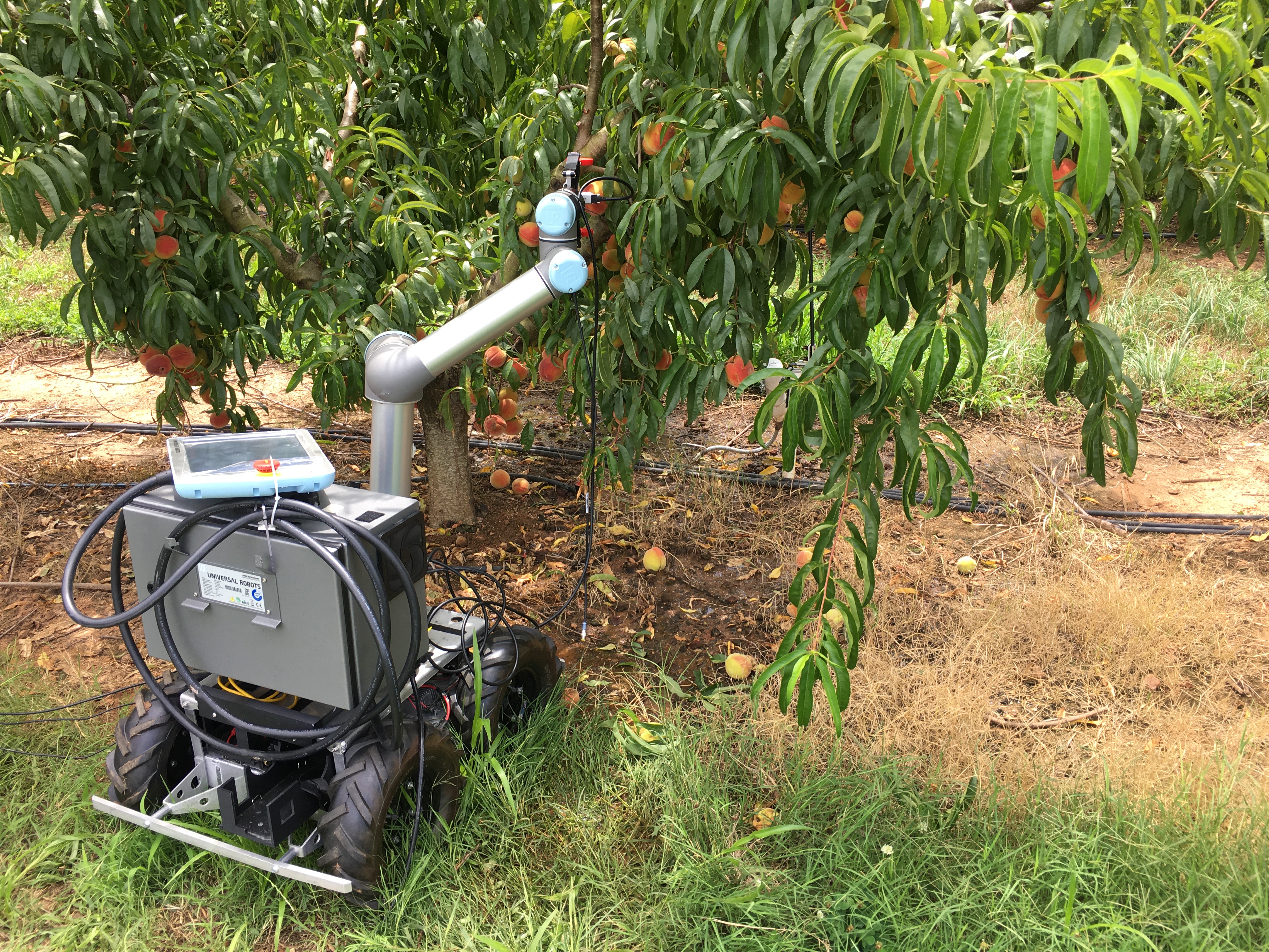 The robot uses a combination of LIDAR remote sensing and GPS technology to self-navigate through a peach orchard. Once the robot arrives at a peach tree, it uses an embedded 3D camera to determine which peaches need to be pruned or thinned.