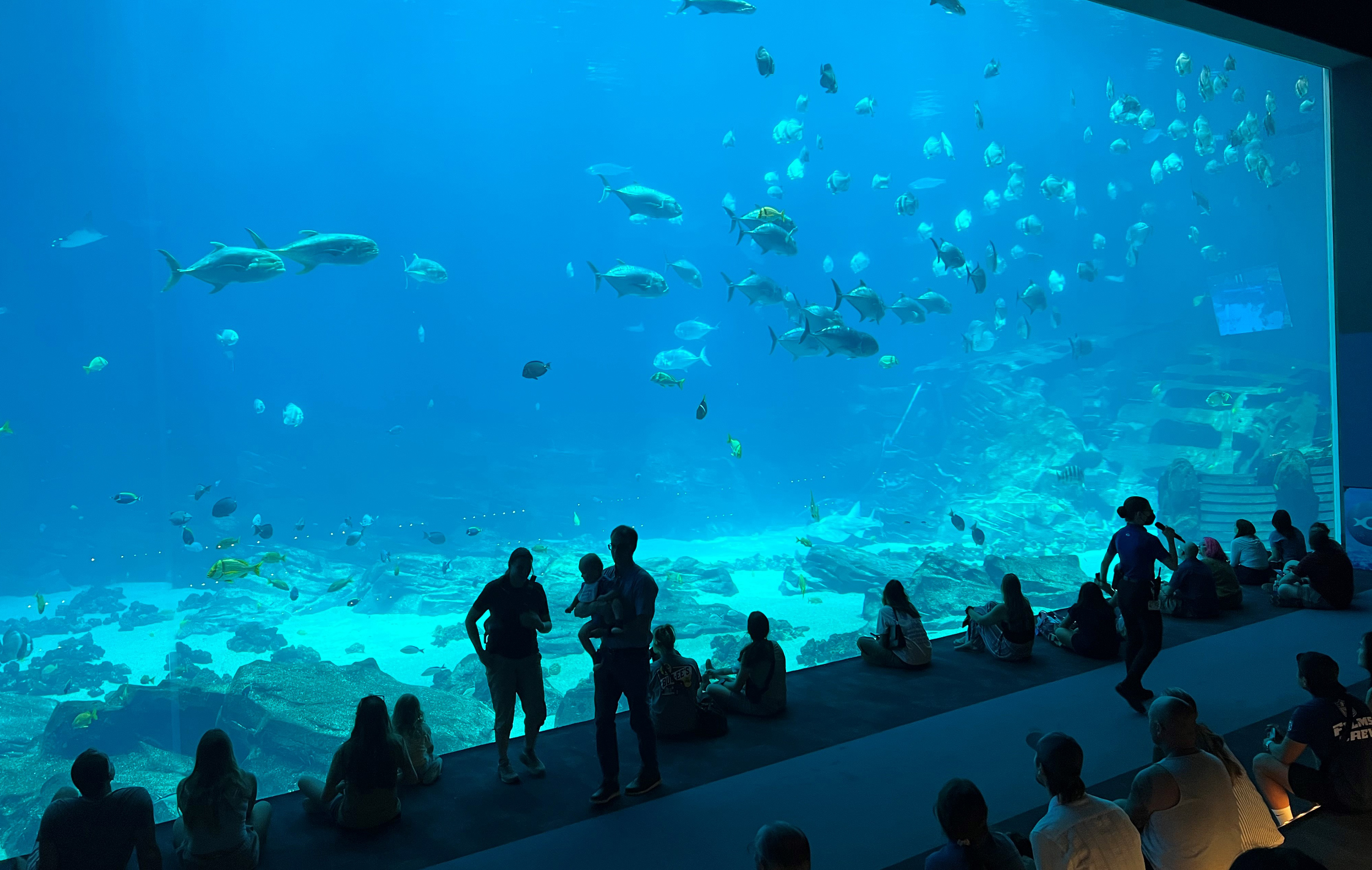 Visitors watch through a gallery window