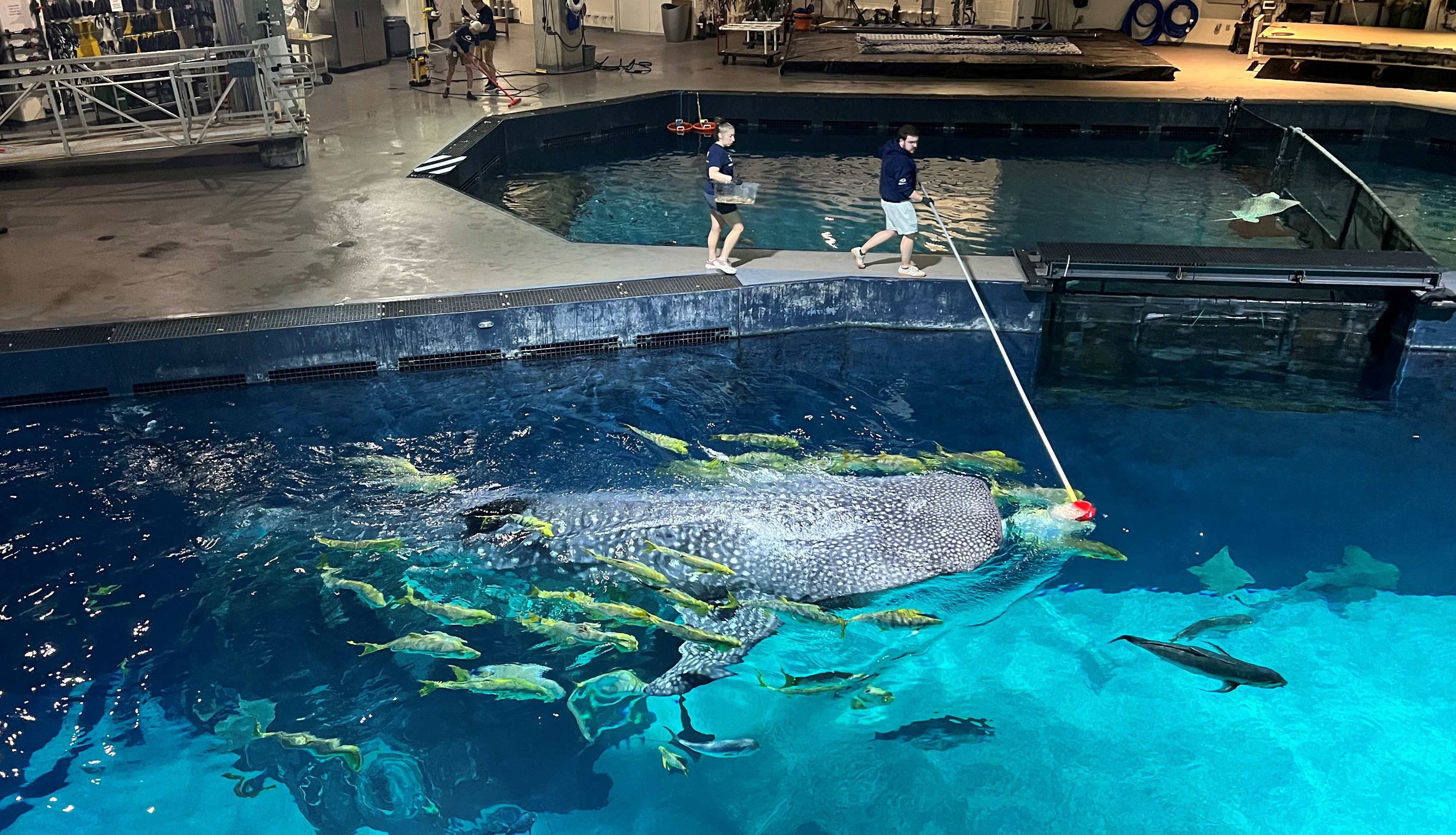 Whale shark is fed in Ocean Voyager