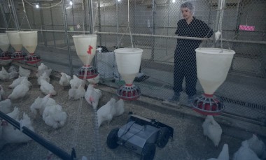 Georgia-Tech-co-op-student-Thomas-Wyatt-watches-a-robot-as-it-operates-in-a-chicken-grow-out-house.-Photo-credit-Branden-Camp-Georgia-Tech-Research-Institute
