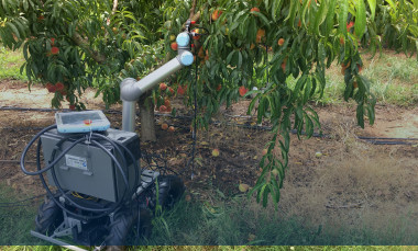 Photo showing a robotic device picking a peach from a peach tree. 
