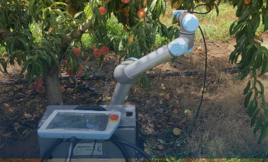 Photo showing a robotic device picking a peach from a peach tree. 