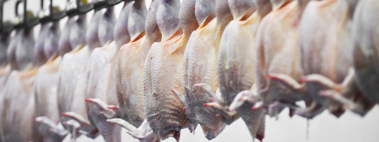 Poultry hanging in processing plant.