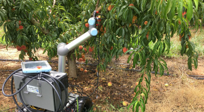 Robot in peach orchard raising arm to grab fruit from tree.