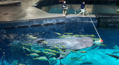 Feeding a whale shark in Ocean Voyager